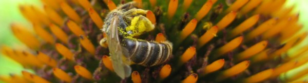 Bee